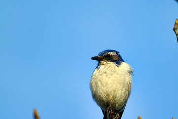 Western Scrub Jay