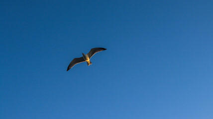 Gaivota em pleno voo contra um céu azul límpido. A imagem transmite liberdade, tranquilidade e a beleza da natureza, destacando a ave em seu habitat natural