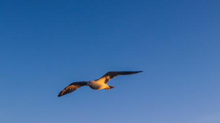 Gaivota voando no céu claro e azul, com suas asas abertas, criando um contraste com o fundo sereno e sem nuvens, simbolizando liberdade e a beleza natural do céu