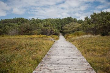 Caminito rodeado de vegetación en el Parque Natural de las Dunas de Corrubedo, un entorno natural y tranquilo que invita a la exploración y conexión con la naturaleza.