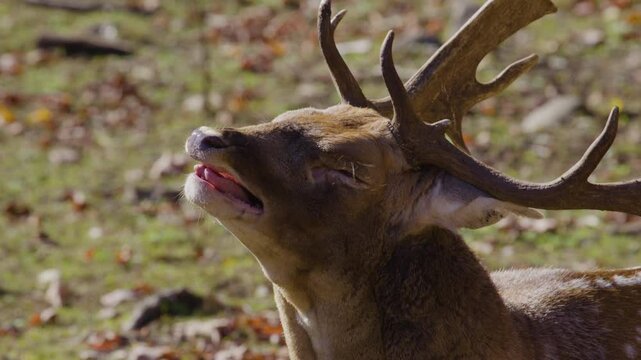 Male white tailed deer buck close up face