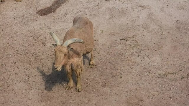 A mountain goat chews thoughtfully amidst its rugged, natural surroundings. Chewing Mountain Goat 
