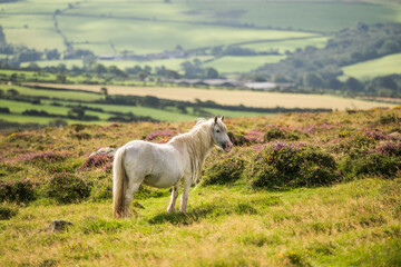 Obraz premium Weißes Pferd in schöner Landschaft