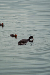 a serene scene of a body of water with gentle ripples reflecting the light. In the foreground, three small birds, likely ducklings or young waterfowl, are swimming close together