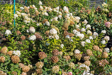 bush fading white hydrangeain the garden. Landscape design