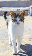Gato branco relaxando nas ruas de Mykonos, Grécia, em um dia ensolarado. A imagem captura o charme da cidade com sua arquitetura típica e o olhar sereno do felino