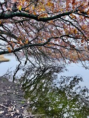Tree reflected in the water in the park