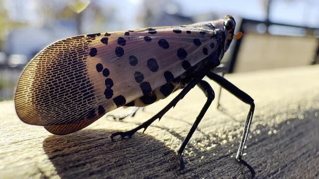 Spotted Lanternfly invasive insect in New York USA
