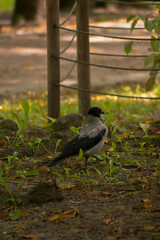 a serene outdoor scene with a focus on a bird standing on the ground. The bird has a mix of gray and black feathers, giving it a striking appearance