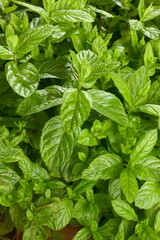 menthe