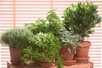 Plantes aromatiques : Thym,persil,basilic,sauge,laurier