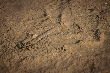 a close-up view of sand, showcasing fine grains with a variety of textures. The surface appears slightly uneven, with subtle ripples and depressions that suggest the effects of wind or movement