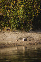 a serene natural setting near a body of water, likely a river or lake. In the foreground, the water reflects soft light, showcasing ripples and gentle movement.