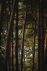 a serene forest scene with tall, slender trees that rise prominently in the frame. The trunks are dark and textured, showcasing their rough bark.