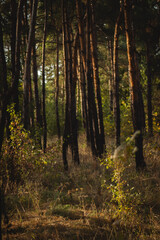 a serene forest scene, characterized by tall, slender trees with dark trunks that rise vertically into the frame. The trees have a mix of green and golden foliage, indicating it might be autumn