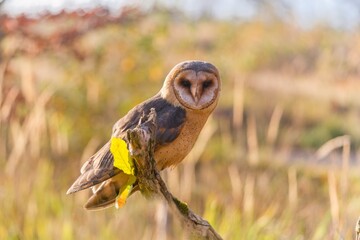 A beautiful barn owl sits on a branch. Tyto alba. Wildlife scene with a owl. 