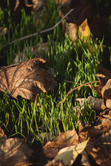 a close-up view of a ground covered with a mix of dried leaves and fresh green grass shoots. The scene is illuminated by soft, natural light