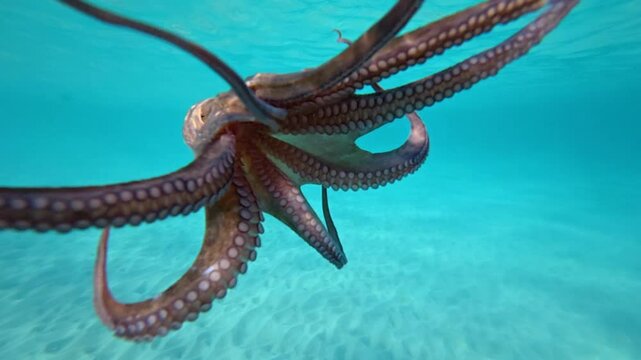 Underwater slow motion video of octopus swimming in tropical exotic turquoise waters and sandy sea bed