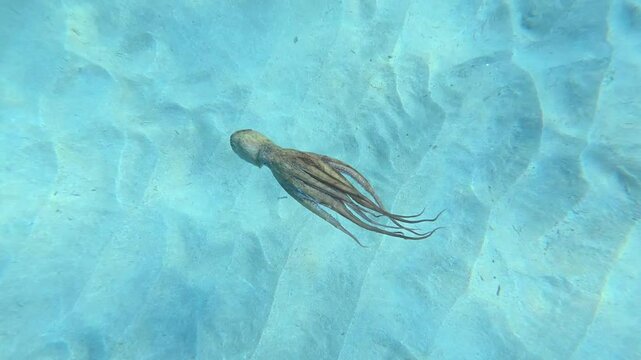 Underwater slow motion video of octopus swimming in tropical exotic turquoise waters and sandy sea bed