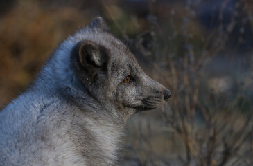 arctic fox in nature during sunset