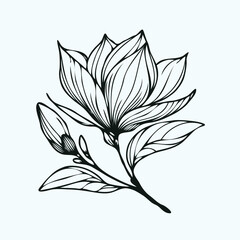 magnolia flowers vector, illustration of exotic flower, black and white flower, Set of outline flower, floral drawing of flowers, leaves black and white	
