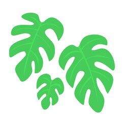 Raphidopora tetrasperma leaf on white, tropical plant leaf