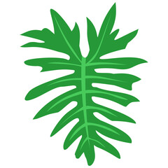 Philodendron leaf green on transparent white, tropical leaf