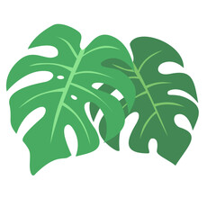 Monstera leaf with isolated background