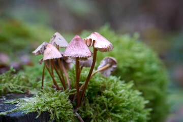 Pilz, Helmling auf einem toten Baumstamm im Herbst im Wald