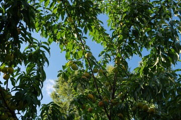 A peach tree with ripe fruits and lush green leaves under a clear blue sky, symbolizing summer and nature's abundance.