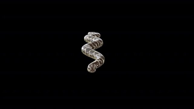 Desert Snake 3D Video Animation