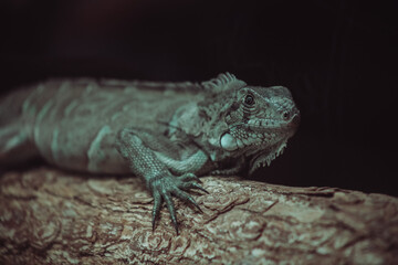 iguana on a tree