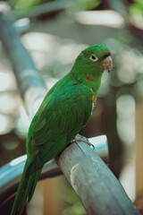 blue and green parrot