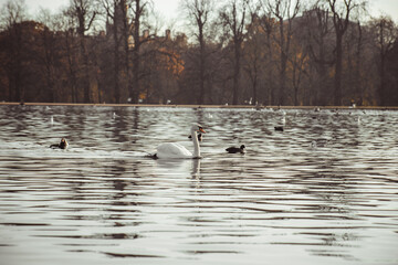 cisnes lago parque londres inglaterra