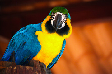 blue and yellow macaw