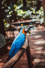blue and yellow macaw