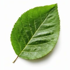 Obraz premium Vibrant green leaf showing intricate veins and toothed edges on white background