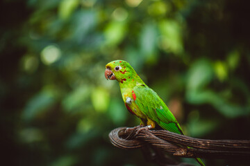 parrot on a branch