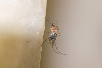 Mosquito perched on a bath curtain