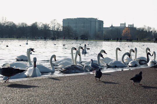 cisnes branco lago europa