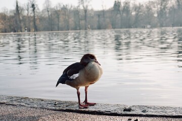 duck on the snow