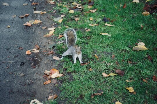 esquilo parque natureza