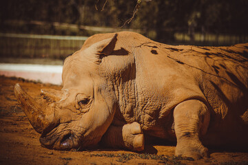 rhino in the zoo