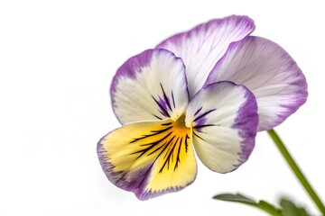 purple and yellow iris