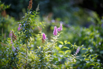 The Beautiful and Colorful Blooming Flowers Thriving in a Lush Green and Serene Garden Area