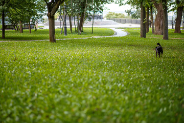 A Playful Dog Enjoying a Fun Day in a Beautiful Green Park Full of Nature and Joy