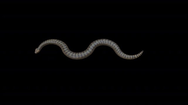Green Anaconda 3D Video Animation