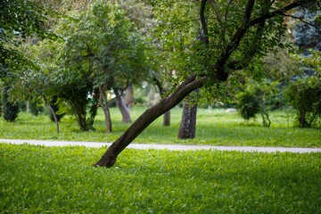 Ukrainian landscape. Leaning tree in the park on a background of green grass. Kyiv, Volodymyr Park.