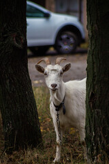 Obraz premium A white goat with curved horns stands between two trees, gazing curiously. The background features a blurred car, and the ground is scattered with dried leaves and grass.