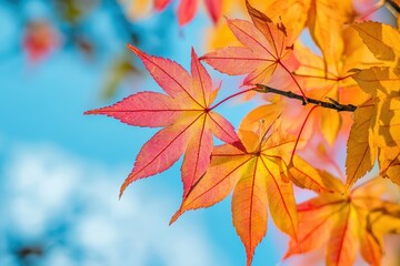 紅葉が映える青空の下で鮮やかなメープルの葉が輝く場所
